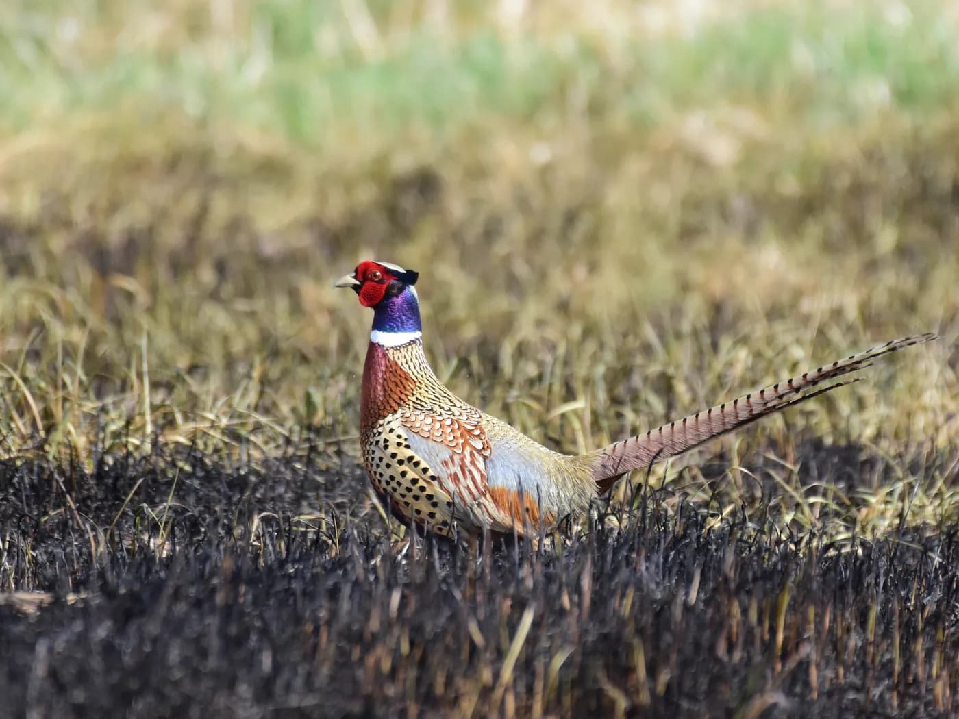 A ring-necked pheasant in grassland cover