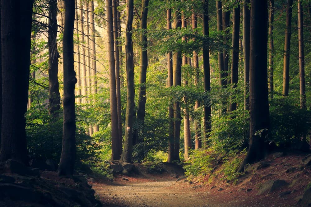 Illustrative light through woodland trees